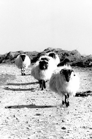 Moutons