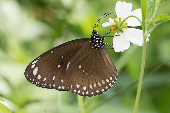 Euploea core graminifera-4424 - Krabi - 22/11/23