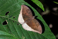 Cynitia lepidea sthavara-3038 - Chiang Rai - 18/11/23