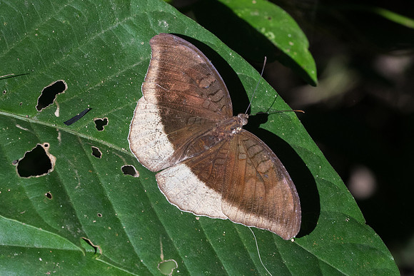 Cynitia lepidea sthavara-3038 - Chiang Rai - 18/11/23