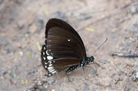 Papilio castor mahadeva-4929 - Phanom Bencha Mountain Resort - 23/11/23