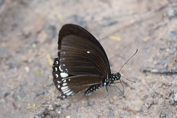 Papilio castor mahadeva-4929 - Phanom Bencha Mountain Resort - 23/11/23