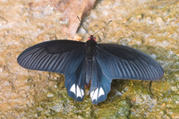 Atrophaneura varuna zaleucus-8489 - Chiang Dao -  11/03/23