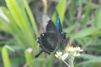 Papilio palinurus palinurus-8169 - Koh Samui - 16/03/23