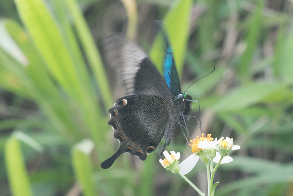 Papilio palinurus palinurus-8169 - Koh Samui - 16/03/23