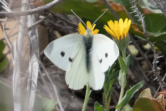 Pieris rapae ♀-8934 - Conil de la frontera - 12/03/22
