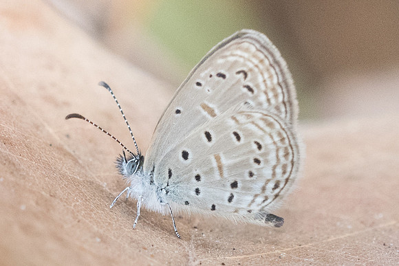 Zizula hylax hylax-9108 - Doi - Suthep - 7/03/23