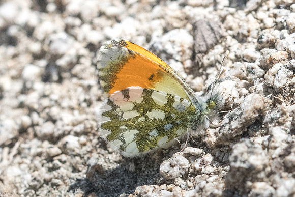Anthocharis gruneri-7325 - Granitis - 14/04/22