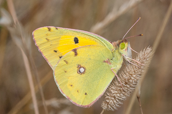 Colias crocea 2977 - Fontibre 4/08/2013
