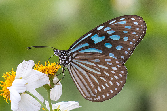 Ideopsis similis persimilis-2898 - Koh samui -  19/03/23