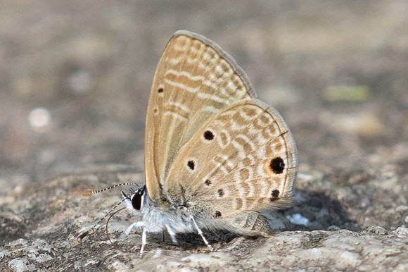 Azanus urios-6050 - Doi-Suthep - 26/03/24