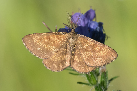 Ematurga atomaria 5052 - Fontainebleau