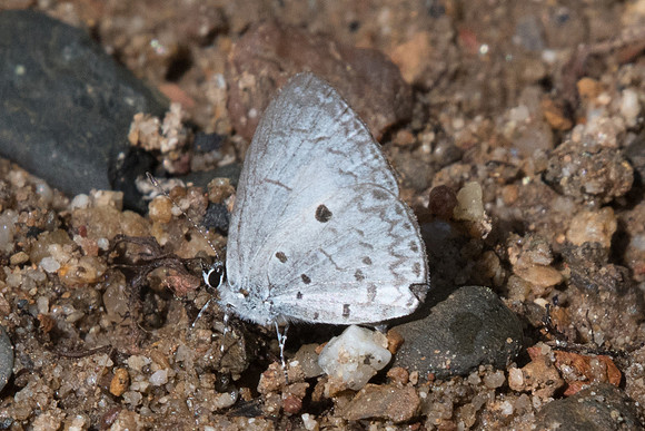 Lestranicus transpectus id--7959 - Chiang Dao - 14/11/23