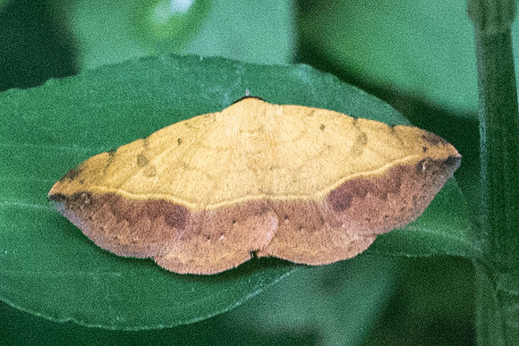 DSC_1539