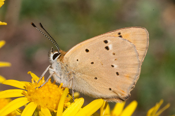 Lycaena virgaureae meigi-3121