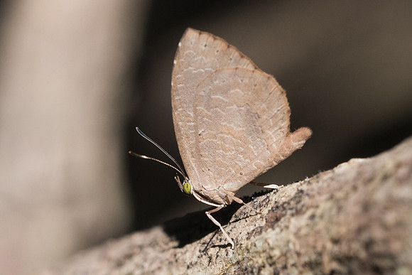 Miletus chinensis-2994 - Chiang Rai - 18/11/23
