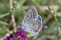 Polyommatus escheri -0178