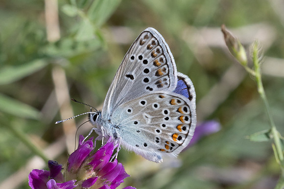 Polyommatus escheri -0178