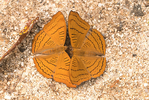 Pseudergolis wedah-4120 - Chiang dao - 12/03/23