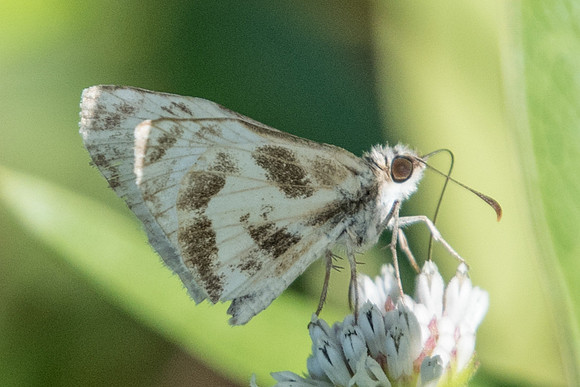 Heliopetes m. macaira-0509