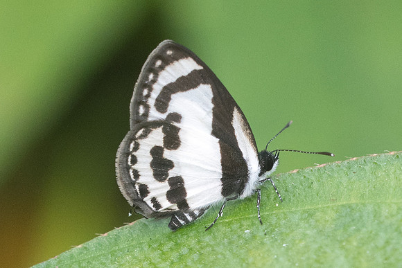 Caleta roxus pothus-8039 - Koh Samui - 16/03/23