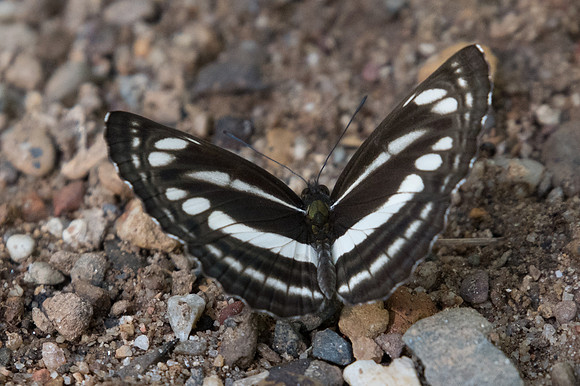 Neptis clinia id-1915 - Chiang Dao - 15/11/23