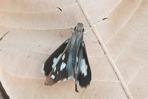 Udaspes folus-4595 - Doi Suthep - 9/03/23