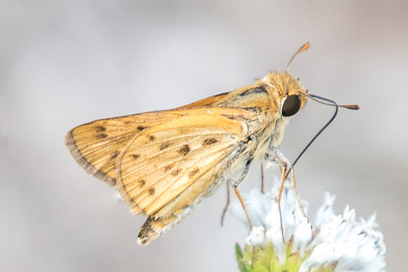 Hylephila phyleus-0262