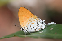 Drupadia ravindra-6710Doi-Suthep - 14/03/23