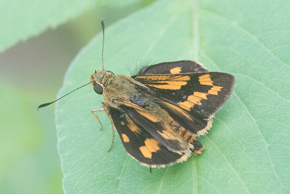 Potanthus sp-3962
