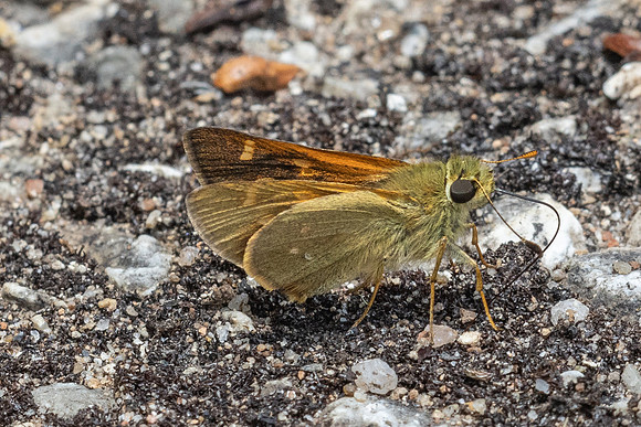 Ochlodes brahma - 4982  - Doi Inthanon - 23/03/24