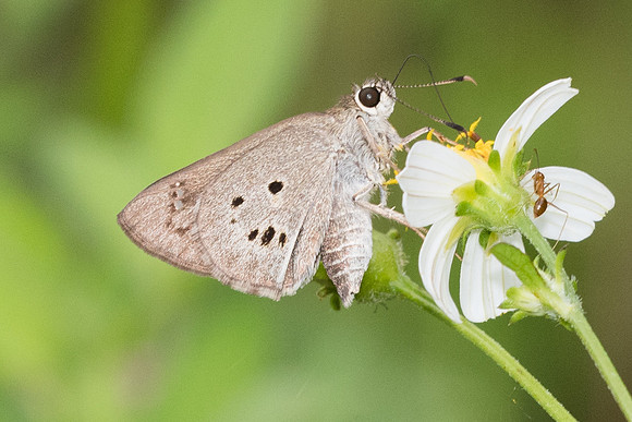 Suastus gremius-7448 - Krabi - 28/11/23
