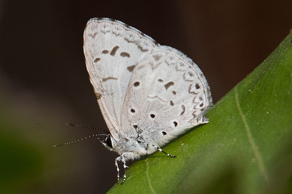 Celatoxia marginata-2455 - Doi Suthep - 8/03/23