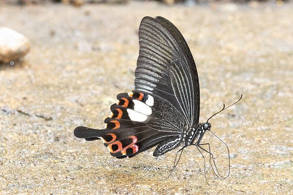 Papilio helenus-3529