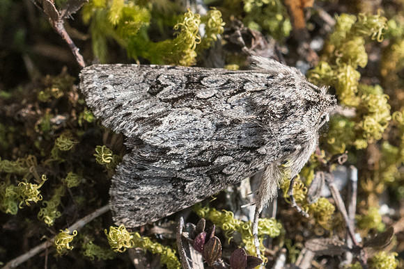 Xylocampa areola - 9999 - Fontainebleau 19/03/22