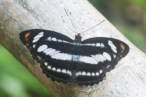 Athyma nefte-2629 - Chiang Dao - 15/11/23