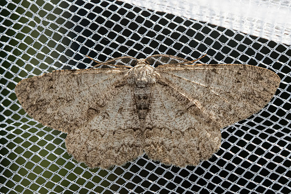 Hypomecis punctinalis-9782 - Frayssinet-le-Gélat - 25/06/23