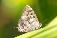 Arhopala singla 2511 - Doi Inthanon
