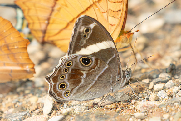 Lethe confusa-1153 - Chiang Dao - 17/03/25