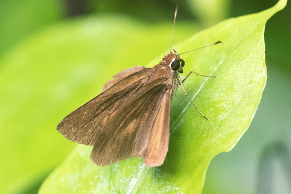 Synapte pecta-0994