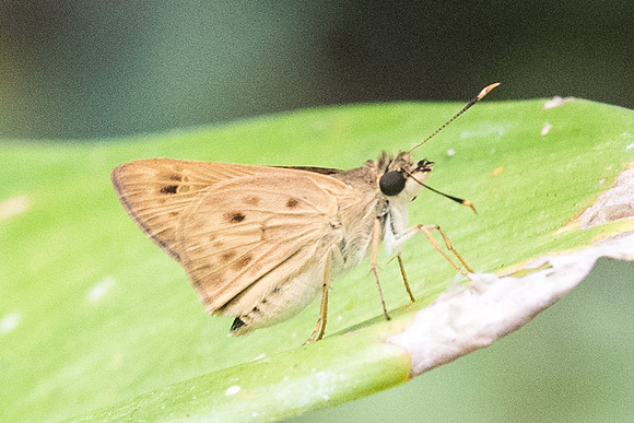 Thoressa masoni-5686 - Chiang Dao - 12/03/23