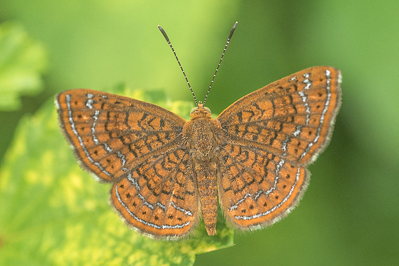 Calephelis sp-2096