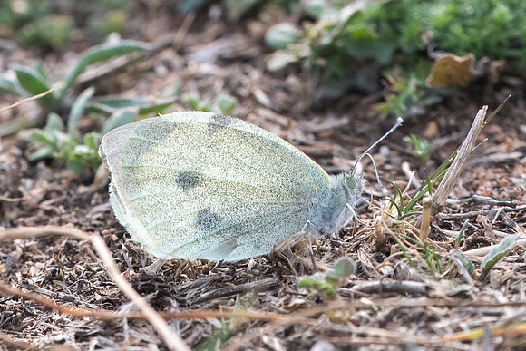 Pieris brassicae-8125 - Andalousie - 9/03/22