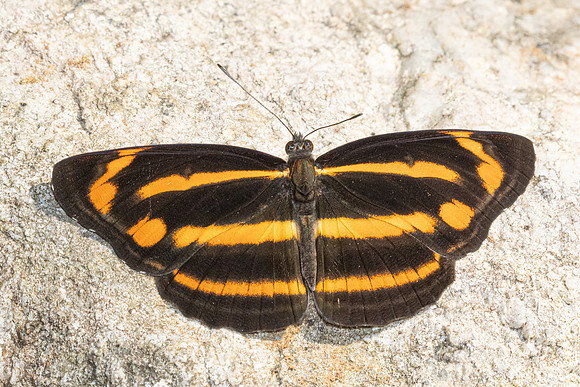 Neptis ananta -3577 - Doi Inthanon - 23/03/25