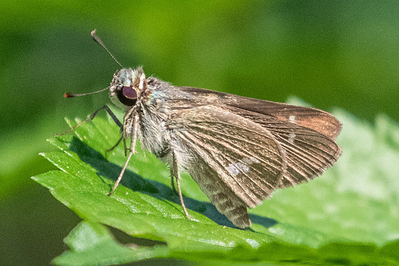 Parnara apostata apostata-9427 Bangkok - 22/03/23