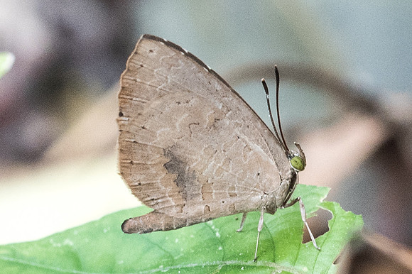 Miletus symethus-6781 -Chiang Mai - 14/03/23
