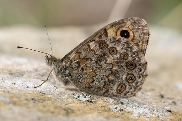 Lasiommata megera-8919 Fontainebleau - 4/08/24
