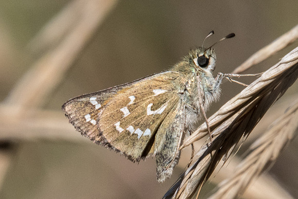 Hesperia comma-7273 - Col de la madone - 12/09/20