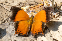 Rhinopalpa polynice-3990 - Kaeng Krachan (330m) - 4/12/25