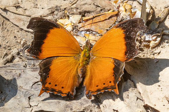 Rhinopalpa polynice-3990 - Kaeng Krachan (330m) - 4/12/25